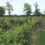 H-2A workers in a grape vineyard