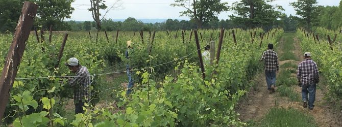 H-2A workers in a grape vineyard