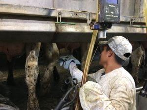 A person milking cows.