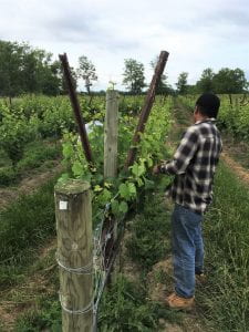 A worker pruning grape vines
