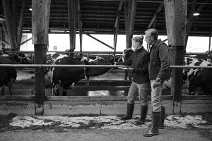 Two Workers Caring for Cows at Farm